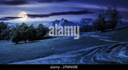 Berglandschaft mit Weide in der Nacht. Buche auf dem Hügel im Vollmondlicht. Schöne Landschaft ländliche Landschaft im Sommer Stockfoto