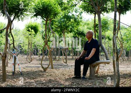 24. Mai 2021, Binzhou, Binzhou, China: Am 23. Mai 2021 entwickelt ein 64-jähriger Han Wang Guangde im Landkreis Wudi, Stadt Binzhou, Provinz Shandong, seit 12 Jahren den „seltsamen Baum“. In seiner Hand befinden sich Hunderte von seltsamen Bäumen verschiedener Art. Diese Bäume sind alle seltsam in Form und einzigartig in Form. Wang Guangde entwickelte und kultivierte sich durch Pfropftechnologie, Netzweberei-Technologie und andere Technologien. Es gibt mehr als 300 seltsame Bäume von ihm entwickelt, und ein eigentümlicher Waldgarten wurde in seinem Waldhof gebildet. (Bild: © SIPA Asia via ZUMA Wire) Stockfoto