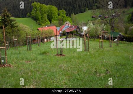 Ein neuer Pflaumengarten an den Berghängen im Frühjahr. Stockfoto