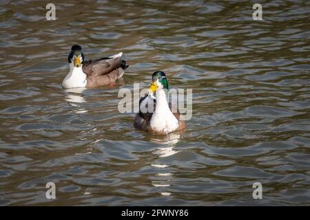 2 zweibeinige Hausmallards Anas platyrhynchos auf einem welligen See. Diese sind auch als manky Stockards bekannt und sind eine der Formen, die von mallard d Stockfoto