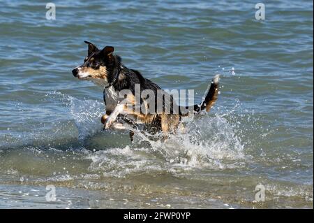 Ein Hund springt nach einem Stock, der es hat, in Aktion Geworfen Stockfoto