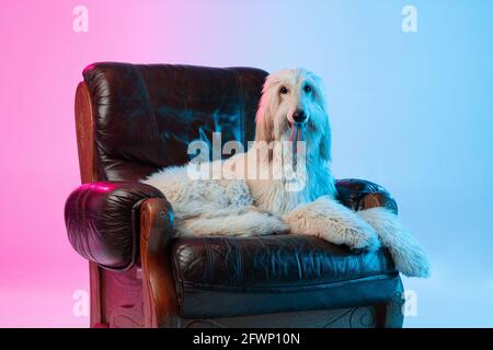 Porträt eines großen afghanischen, reinrassigen Hundes, der auf einem Sessel auf einem gradienten weiß-rosa Hintergrund liegt. Stockfoto