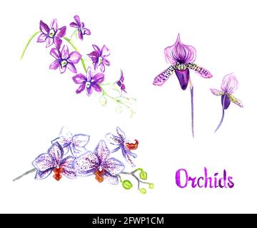Lila Orchideen Blumen isoliert auf weißem Set handbemalten Aquarell Abbildung mit handgeschriebener Beschriftung Stockfoto