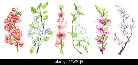 Frühling Obstbaum Blumen isoliert auf weiß, Zweige Sammlung mit Blättern und Blumen, handbemalte Aquarell-Illustration Stockfoto