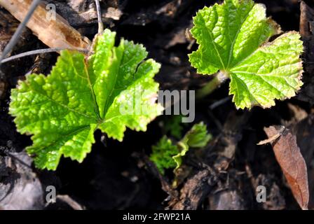 Helle erste Frühling grün wachsende Blätter von Alcea rosea (gemeine Hollyhock, Malve Blume) Nahaufnahme, natürliche organische Hintergrund Draufsicht Stockfoto