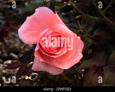 Draufsicht auf rosa Rosenblütenknospe aus nächster Nähe Dunkles Laub im Hintergrund Stockfoto