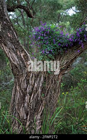 Wild Wisteria Hardenbergia componiana Leeuwin Naturaliste National Park Western Australia PL001044 Stockfoto