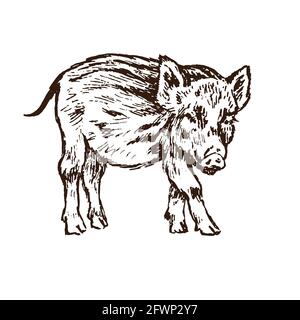 Wildschwein (Sus scrofa) Ferkel stehend Seitenansicht, Tiefdruck-Stil Tusche Zeichnung Illustration isoliert auf weiß Stockfoto