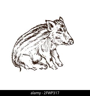 Wildschwein (Sus scrofa) Ferkel sitzend Seitenansicht, Tiefdruck-Stil Tusche Zeichnung Illustration isoliert auf weiß Stockfoto