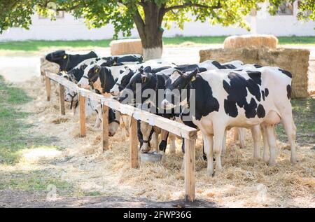 Kühe auf einem Bauernhof. Milchkühe in einem Bauernhof. Stockfoto