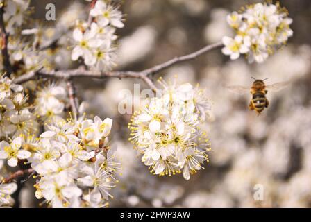 Zweige des blühenden Dorns (wilde Pflaume) Und die Biene, die aus der Blume mit dem Nektar zusammengetragen wird, die in der Nähe flyoing Seine Beine Stockfoto