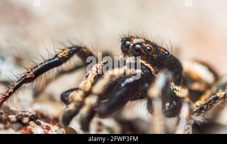 Springende Spinne Salticus cingulatus. Augen von Salticus cingulatus. Lustiges Porträt der Spinne Stockfoto