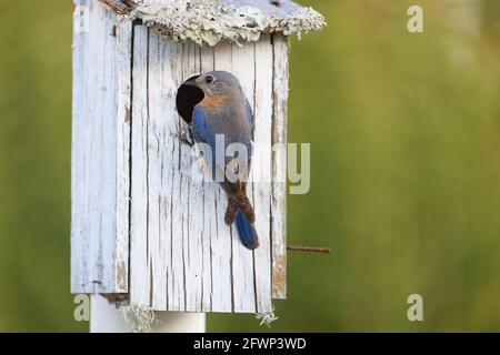 Weibliche Östliche Bluebird (Sialia sialis) steht am Eingang eines Vogelhauses mit ihren kürzlich geschlüpften Küken. Stockfoto