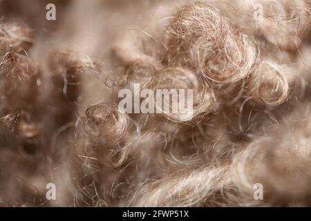 Hund braun lockige Haare Nahaufnahme lagotto romagnolo abstrakten Hintergrund Moderne, hochwertige Großformatdrucke Stockfoto