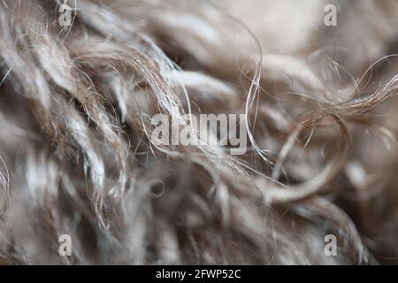 Hund braun lockige Haare Nahaufnahme lagotto romagnolo abstrakten Hintergrund Moderne, hochwertige Großformatdrucke Stockfoto