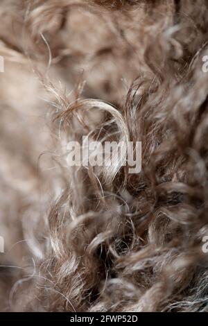 Hund braun lockige Haare Nahaufnahme lagotto romagnolo abstrakten Hintergrund Moderne, hochwertige Großformatdrucke Stockfoto
