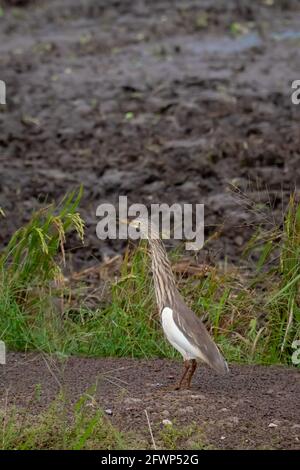 Teichreiher (Gattung Ardeola) auf Schotterboden im Reisfeld des Sawah Ring, Malaysia Stockfoto