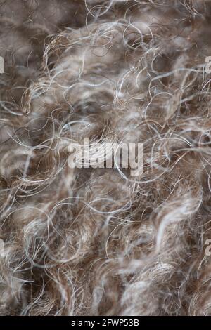 Hund braun lockige Haare Nahaufnahme lagotto romagnolo abstrakten Hintergrund Moderne, hochwertige Großformatdrucke Stockfoto