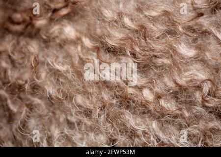 Hund braun lockige Haare Nahaufnahme lagotto romagnolo abstrakten Hintergrund Moderne, hochwertige Großformatdrucke Stockfoto