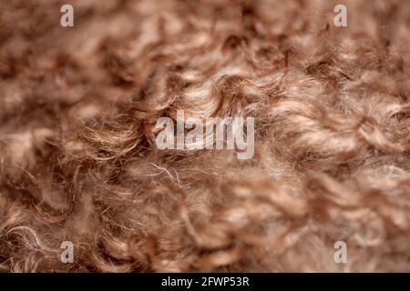 Hund braun lockige Haare Nahaufnahme lagotto romagnolo abstrakten Hintergrund Moderne, hochwertige Großformatdrucke Stockfoto