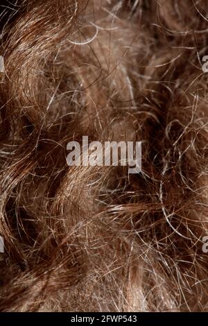Hund braun lockige Haare Nahaufnahme lagotto romagnolo abstrakten Hintergrund Moderne, hochwertige Großformatdrucke Stockfoto