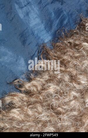 Hund braun lockige Haare Nahaufnahme lagotto romagnolo abstrakten Hintergrund Moderne, hochwertige Großformatdrucke Stockfoto