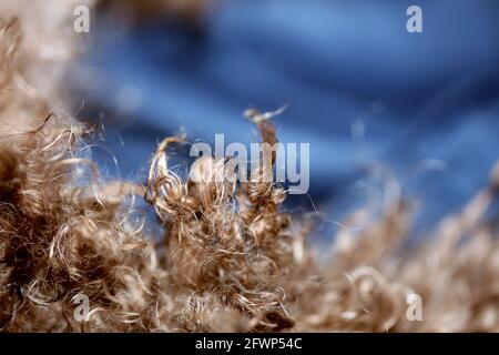 Hund braun lockige Haare Nahaufnahme lagotto romagnolo abstrakten Hintergrund Moderne, hochwertige Großformatdrucke Stockfoto