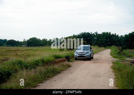 Geländewagen (Honda BRV) auf Schotterpisten oder Offroad zwischen Reisfeldern, Sawah Ring, Malaysia Stockfoto