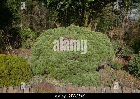 Leuchtend grünes Winterbärl einer Zwergkiefer (Pinus mugo 'Humpy'), die auf einer Steinmauer in einem Garten in Rural Devon, England, Großbritannien, wächst Stockfoto