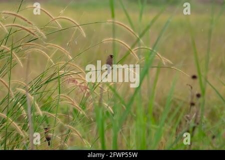 Paddy Vögel genannt Scary breasted munia (Lonchura punctulata) stehen auf Gras im Reisfeld, Sawah Ring, Malaysia Stockfoto