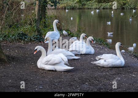 Mute Swans Cygnus olor ruht am Ufer eines Sees in den Tehidy Woods in Cornwall. Stockfoto