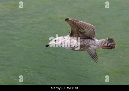 Ringschnabelmöwe oder Möwe (Larus delawarensis), im jungen Gefieder, fliegen über Wasser, England, Großbritannien Stockfoto