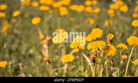 Gelber Elandelion aus der Nähe auf dem Hintergrund einer Sommerwiese. Hintergrund. Stockfoto