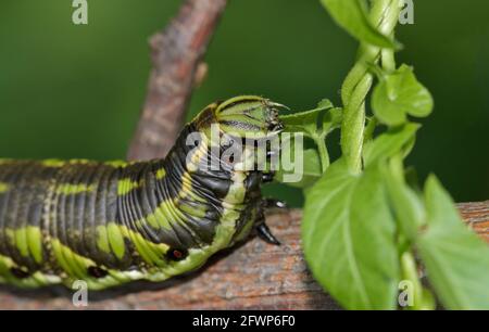 Die Raupe der Falkenmotte (Agrius convolvuli) frisst die Blätter des Convolvulus. Stockfoto