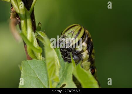 Makrofotografie die Falkenfalter (Agrius convolvuli) Raupe. Stockfoto