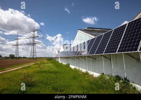 Photovoltaikmodule, Sonnenkollektoren auf Gewächshäusern eines Kindergartens in Pulheim-Sinnersdorf, Nordrhein-Westfalen, Deutschland. Photovoltaikanlage, So Stockfoto