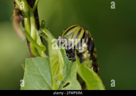 Die Larve des Agrius convolvuli, die sich auf den Blättern des Convolvulus ernährt. Stockfoto