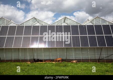 Photovoltaikmodule, Sonnenkollektoren auf Gewächshäusern eines Kindergartens in Pulheim-Sinnersdorf, Ziegen liegen im Schatten, Nordrhein-Westfalen, Deutschland. Stockfoto