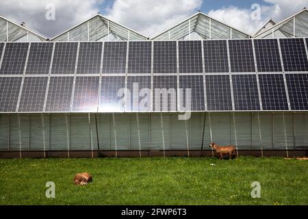 Photovoltaikmodule, Sonnenkollektoren auf Gewächshäusern eines Kindergartens in Pulheim-Sinnersdorf, Ziegen, Nordrhein-Westfalen, Deutschland. Photovoltaikanl Stockfoto