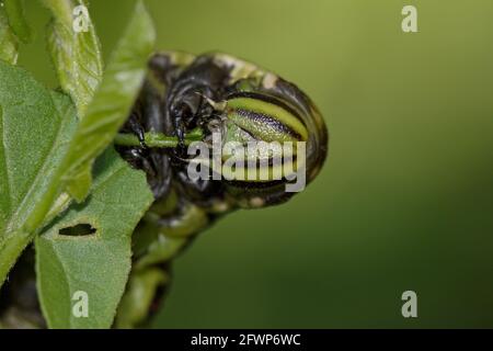 Convolvulus-Falkenmotten-Larve, die sich auf einem Blatt des Convolvulus ernährt. Stockfoto