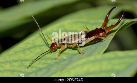 Makrofotografie von goldenem und rötlichen männlichen gemeinen Ohrmuspel (Forficula auricularia) auf einem Blatt. Stockfoto