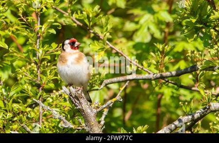 Ein Goldfink in Hecke, Arnside, Milnthorpe, Cumbria, Großbritannien Stockfoto