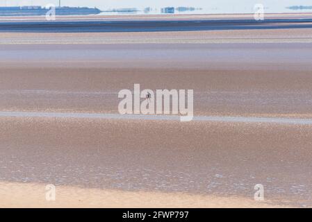 Blick von Far Arnside über die Morecambe Bay in Richtung Morecambe, Lancashire, Großbritannien mit einem Spaziergänger auf dem Sand Stockfoto