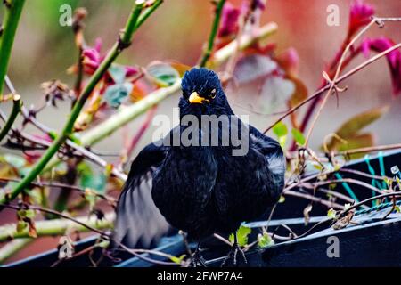 Blackbird thront in England Stockfoto