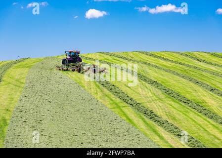 Raking a field of cut Grass for Silage on a Farm, Silverdale, Carnforth, Lancashire, UK Stockfoto