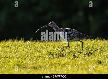 Ein Curlew in einem Feld in der Nähe von Whitewell, Clitheroe, Lancashire, Großbritannien. Stockfoto