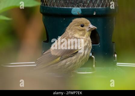 Nahaufnahme eines weiblichen Grünfinkens auf einem Futterhäuschen in einem Garten, Chipping, Preston, Lancashire, Großbritannien Stockfoto