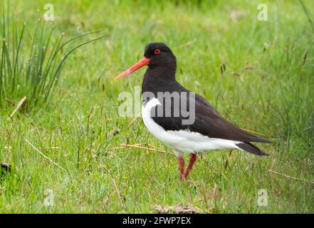 Ein Austernfischer auf einem Feld in der Nähe von Whitewell, Clitheroe, Lancashire, Großbritannien. Stockfoto