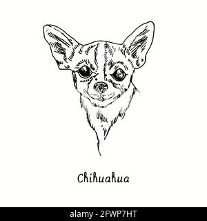 Chihuahua Schnauze Vorderansicht. Tusche schwarz-weiße Doodle Zeichnung im Holzschnitt-Stil. Stockfoto
