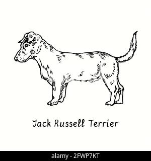 Jack Russell Terrier (Parson Russell Terrier) Seitenansicht im Stehen. Tusche schwarz-weiße Doodle Zeichnung im Holzschnitt-Stil. Stockfoto